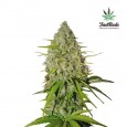 Grapefruit Auto - FastBuds